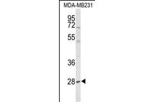 Western blot analysis of YIPF5 Antibody (N-term) (ABIN653506 and ABIN2842912) in MDA-M cell line lysates (35 μg/lane). (YIPF5 抗体  (N-Term))