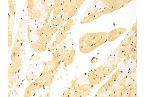 Immunohistochemistry of paraffin-embedded rat heart using STIP1 antibody at dilution of 1:100 (x400 lens). (STIP1 抗体)