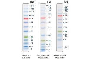 Refer to the Blu13 Prestained Protein Ladder patterns in various electrophoresis conditions: