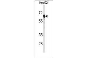 Image no. 1 for anti-phosphoenolpyruvate Carboxykinase 2 (Mitochondrial) (PEPCK) (N-Term) antibody (ABIN360567) (PEPCK 抗体  (N-Term))