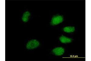 Immunofluorescence of purified MaxPab antibody to PPIL4 on HeLa cell. (PPIL4 抗体  (AA 1-492))