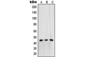 Western blot analysis of Mu Opioid Receptor (pS375) expression in HeLa (A), Raw264. (Mu Opioid Receptor 1 抗体  (C-Term, pSer375))