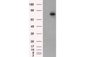 Image no. 5 for anti-Aryl Hydrocarbon Receptor Nuclear Translocator (ARNT) antibody (ABIN1496729) (ARNT 抗体)