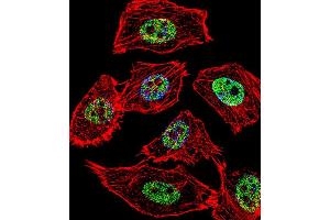 Fluorescent confocal image of  cell stained with JUN Antibody (Center T93) (ABIN1538632 and ABIN2850319). (C-JUN 抗体  (AA 72-98))