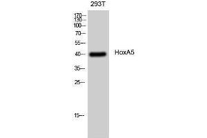 Western Blotting (WB) image for anti-Homeobox A5 (HOXA5) (N-Term) antibody (ABIN3185072) (HOXA5 抗体  (N-Term))