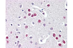 Anti-NR1D1 antibody IHC of human brain, cortex. (NR1D1 抗体  (AA 290-339))