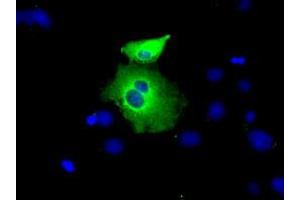 Anti-PEX5 mouse monoclonal antibody (ABIN2453448) immunofluorescent staining of COS7 cells transiently transfected by pCMV6-ENTRY PEX5 (RC202062). (PEX5 抗体)
