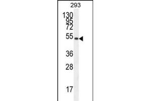 IGSF5 Antibody (N-term) (ABIN654580 and ABIN2844282) western blot analysis in 293 cell line lysates (35 μg/lane). (IGSF5 抗体  (N-Term))