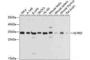 Western blot analysis of extracts of various cell lines using ALYREF Polyclonal Antibody at dilution of 1:1000. (THO Complex 4 抗体)