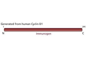 Image no. 1 for anti-Cyclin D1 (CCND1) (full length) antibody (ABIN967539) (Cyclin D1 抗体  (full length))