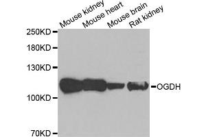 Western blot analysis of extracts of various cell lines, using OGDH antibody. (alpha KGDHC 抗体)