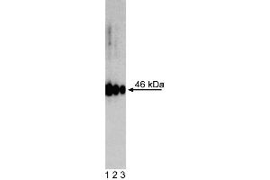 Western Blot analysis of Oct3/4 Isoform A in human embryonic stem (ES) cells. (OCT3/4A (Isoform A) 抗体)