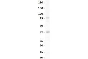 lane 1:  Mouse Spleen lysate    primary antibody dilution:  1:1000    secondary antibody:  goat anti-rabbit-HRP    secondary antibody dilution:  1:10,000    blocking buffer:  3% milk in TBST (NK2 Homeobox 3 抗体  (N-Term))