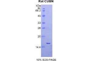 SDS-PAGE analysis of Rat Cubilin Protein. (CUBN 蛋白)
