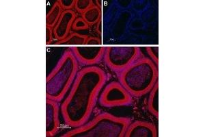 Expression of TRIC-B in rat testis - Immunohistochemical staining of rat testis paraffin-embedded sections using Anti-TRIC-B (TMEM38B) Antibody (ABIN7043862 and ABIN7045314), followed by goat anti-rabbit-Alexa-Fluor-594 secondary antibody. (TMEM38B 抗体  (Cytoplasmic Loop, Intracellular))