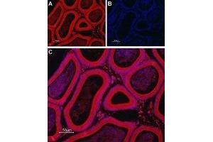 Expression of TRIC-B in rat testis - Immunohistochemical staining of rat testis paraffin-embedded sections using Anti-TRIC-B (TMEM38B) Antibody (ABIN7043862 and ABIN7045314), followed by goat anti-rabbit-Alexa-Fluor-594 secondary antibody. (TMEM38B 抗体  (Cytoplasmic Loop, Intracellular))