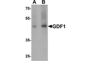Western blot analysis of GDF1 in rat lung tissue lysate with GDF1 Antibody  at (A) 1 and (B) 2 μg/mL (GDF1 抗体  (N-Term))