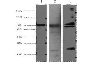 Western Blotting (WB) image for anti-Aquaporin 4 (AQP4) antibody (ABIN5955861) (Aquaporin 4 抗体)