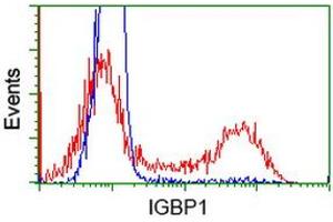 HEK293T cells transfected with either RC200387 overexpress plasmid (Red) or empty vector control plasmid (Blue) were immunostained by anti-IGBP1 antibody (ABIN2453823), and then analyzed by flow cytometry. (IGBP1 抗体)