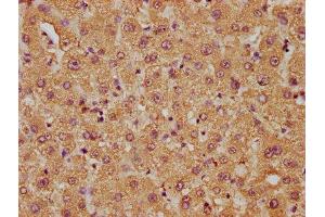IHC image of ABIN7158018 diluted at 1:50 and staining in paraffin-embedded human liver tissue performed on a Leica BondTM system. (FAM89B 抗体  (AA 1-162))