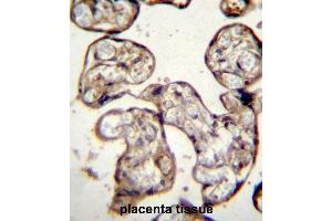 GNRH1 Antibody (N-term) (ABIN392166 and ABIN2841884) immunohistochemistry analysis in formalin fixed and paraffin embedded human placenta tissue followed by peroxidase conjugation of the secondary antibody and DAB staining.