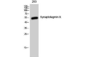 Western Blotting (WB) image for anti-Synaptotagmin X (SYT10) (C-Term) antibody (ABIN3177563) (SYT10 抗体  (C-Term))