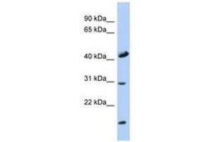 Image no. 1 for anti-Cytochrome C Oxidase Assembly Homolog 18 (COX18) (C-Term) antibody (ABIN6741371) (COX18 抗体  (C-Term))