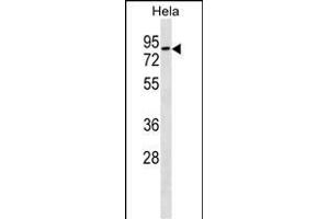 RHOT1 Antibody (N-term) (ABIN1539624 and ABIN2850023) western blot analysis in Hela cell line lysates (35 μg/lane). (RHOT1 抗体  (N-Term))
