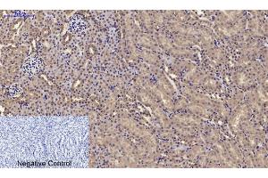 Immunohistochemical analysis of paraffin-embedded mouse kidney tissue.