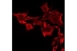 ABIN6276240 staining Hela by IF/ICC. (OR10A7 抗体  (Internal Region))