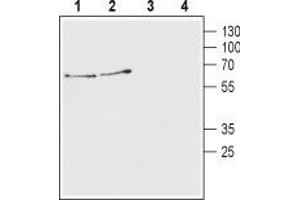 Western blot analysis of mouse (lanes 1 and 3) and rat (lanes 2 and 4) brain lysates: - 1,2. (SLC18A3 抗体  (C-Term, Cytosolic))