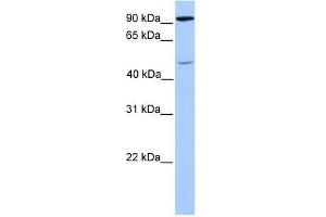 Western Blot showing STAT5B antibody used at a concentration of 1. (STAT5B 抗体  (C-Term))