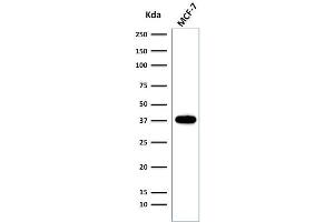 Western Blot of MCF-7 cell lysate using EpCAM Rabbit Recombinant Monoclonal Antibody (EGP40/2041R). (Recombinant EpCAM 抗体  (Extracellular Domain))