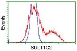 HEK293T cells transfected with either RC202775 overexpress plasmid (Red) or empty vector control plasmid (Blue) were immunostained by anti-SULT1C2 antibody (ABIN2454436), and then analyzed by flow cytometry. (SULT1C2 抗体)