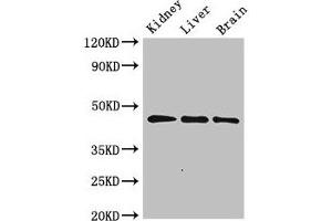 Western Blot Positive WB detected in: Rat kidney tissue, Rat liver tissue, Mouse brain tissue All lanes: PIPOX antibody at 2. (PIPOX 抗体  (AA 259-337))