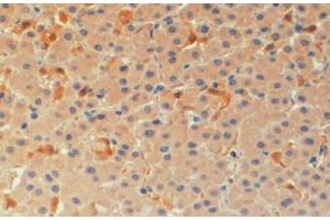 ABIN184674 (4µg/ml) staining of paraffin embedded Human Liver. (PYCARD 抗体  (C-Term))