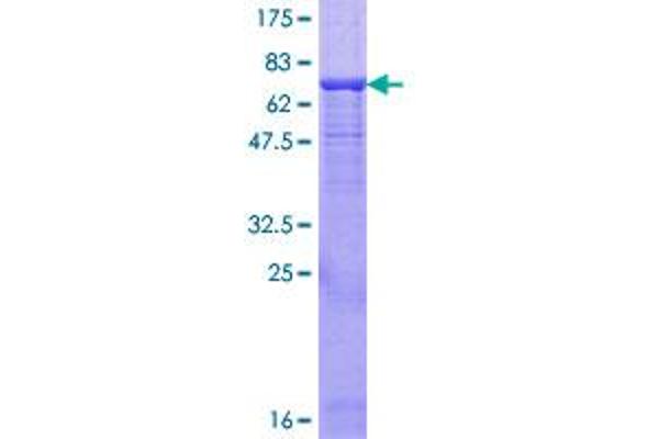 ENTPD3 Protein (AA 1-452) (GST tag)