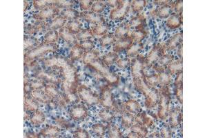 IHC-P analysis of Mouse Kidney Tissue, with DAB staining. (Catalase 抗体  (AA 32-157))