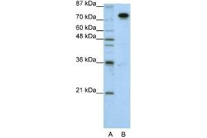 WB Suggested Anti-SFPQ Antibody Titration:  1. (SFPQ 抗体  (N-Term))