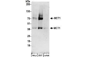 Western Blotting (WB) image for anti-Solute Carrier Family 16, Member 1 (Monocarboxylic Acid Transporter 1) (SLC16A1) (AA 200-250) antibody (ABIN7450437)