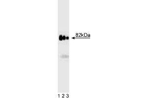 Western blot analysis of AKAP82 on rat testis lysate. (AKAP4 抗体  (AA 555-675))