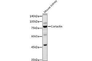 Western blot analysis of extracts of Mouse kidney, using Cortactin Rabbit pAb antibody (ABIN6127722, ABIN6139243, ABIN6139244 and ABIN6221478) at 1:1000 dilution. (Cortactin 抗体  (AA 214-513))