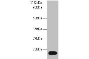 Western blot All lanes: ISG15 antibody at 2 μg/mL + 293T whole cell lysate Secondary Goat polyclonal to rabbit IgG at 1/15000 dilution Predicted band size: 18 kDa Observed band size: 18 kDa (ISG15 抗体  (AA 2-157))
