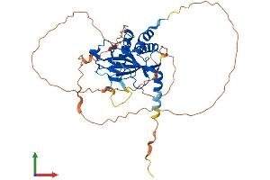 AlphaFold protein structure predicition of Mouse Recombinant Egln2 Protein, UniprotID Q91YE2