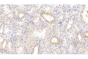 Detection of TFPI in Human Kidney Tissue using Polyclonal Antibody to Tissue Factor Pathway Inhibitor (TFPI) (TFPI 抗体  (AA 29-210))