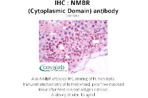 Image no. 2 for anti-Neuromedin B Receptor (NMBR) (3rd Cytoplasmic Domain) antibody (ABIN1737396) (NMBR 抗体  (3rd Cytoplasmic Domain))