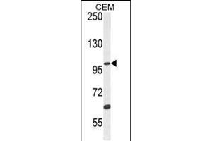 USP29 Antibody  (ABIN650701 and ABIN2839199) western blot analysis in CEM cell line lysates (35 μg/lane).
