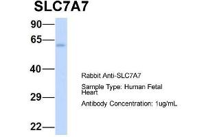 Western Blotting (WB) image for anti-Solute Carrier Family 7 (Amino Acid Transporter Light Chain, Y+L System), Member 7 (Slc7a7) (Middle Region) antibody (ABIN2781597)