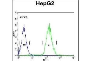 Cdc14 Antibody (ABIN652436 and ABIN2842275) flow cytometric analysis of HepG2 cells (right histogram) compared to a negative control cell (left histogram). (CDC14A 抗体)