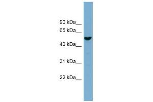 WB Suggested Anti-FAM83E Antibody Titration: 0. (FAM83E 抗体  (Middle Region))